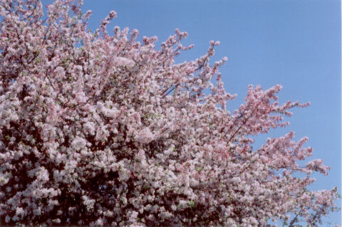 flowering tree #2